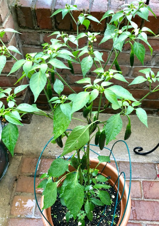 7BF14F42-0B7A-41F7-A638-58877F376F92