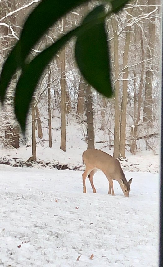 88F4D3F7-8F62-40E0-B47B-E273DA1A54A7