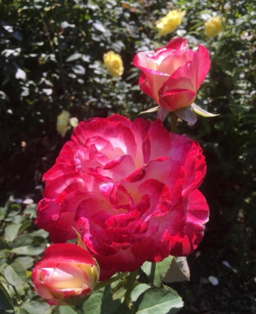 FC982949-499F-4230-B835-DDD5C3C3F512