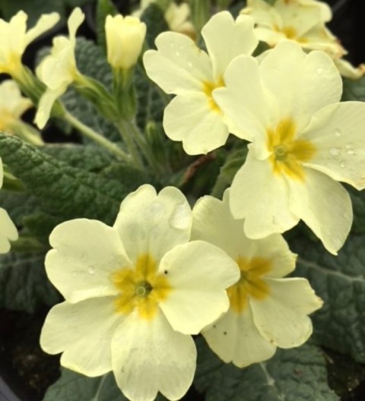 9A133BBC-D10B-4DF1-88CE-6D76456455A8