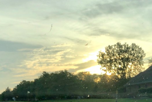 08313DC7-1CF1-4F25-8529-7AF2F46ABF15