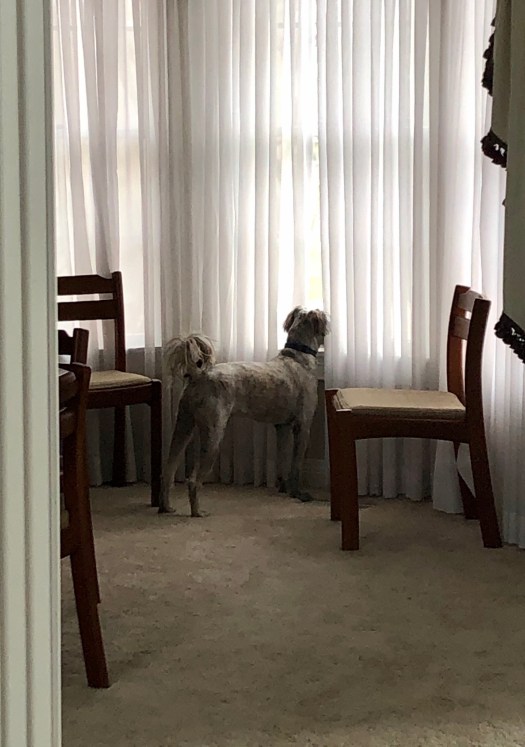 CA578DCD-BA21-493B-8737-31A827C73C43