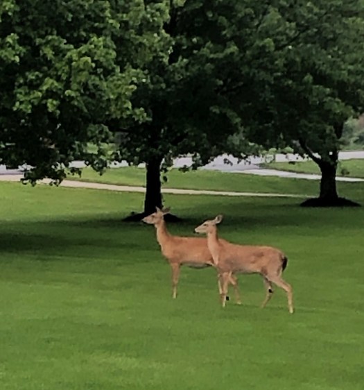 721ABAC5-AAC8-4D78-A334-5DBF8631FF74