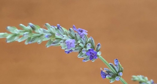 E3F6AA0D-A585-4C0C-BD8A-76F4A34C8A30