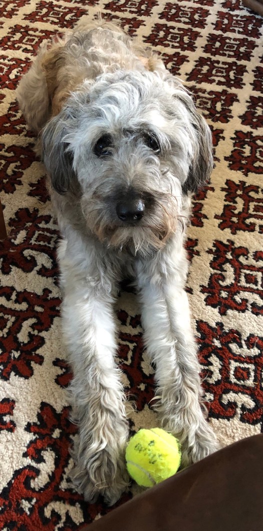 C0EAE0D2-2D45-498F-AD15-81C2F887007E